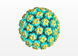 HPV